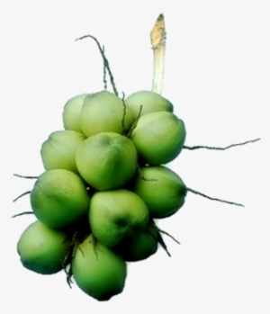 อัพเดทเมื่อ - Hardy Kiwi #2708878