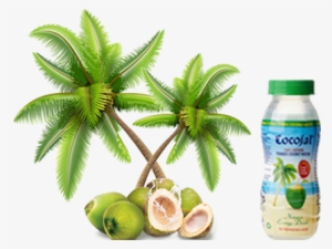 Cocojal Tender Coconut Water - Palm Tree Clipart Png #2709413
