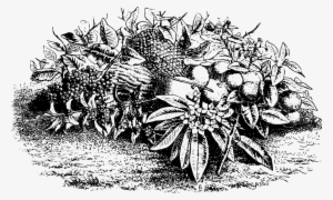 Fruit Pineapple Vegetable Drawing Dessert - Through The Looking Glass Knight #2709878