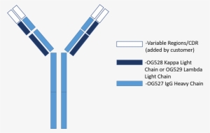 Oxford Genetics Recommends The Use Of Hek293 Or Cho - Igg #2711078