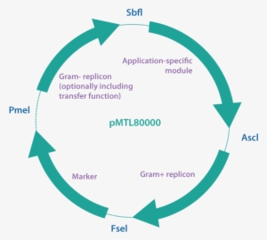 Pmtl80000 Vector Series - Azure Consultants #2711175