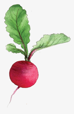Radish Png Pic - Radish Png #2717818