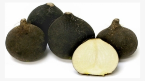 Radish - Black Spanish Round Og #2718007