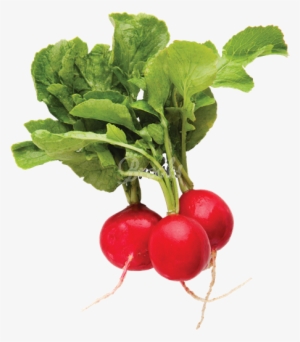 Radishes Red, 1 Lb Package - Radish Top View Png #2718114