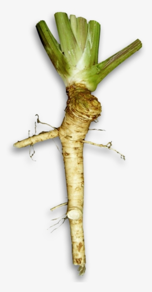 File - Horseradish - Wasabi Plant Vs Horseradish #2718205