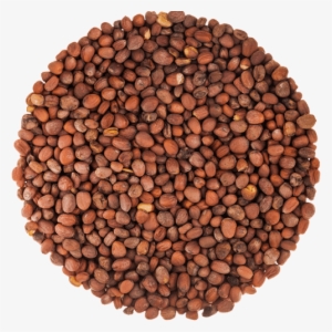 Radish Seeds - Radish (daikon) Sprouting Seed - Organic 1 Lb #2718209