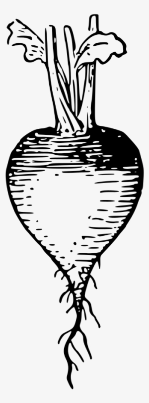 Lutz - Radish Outline - Drawing #2718613