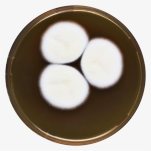 Aspergillus Desertorum Meaox - Dish #2718856