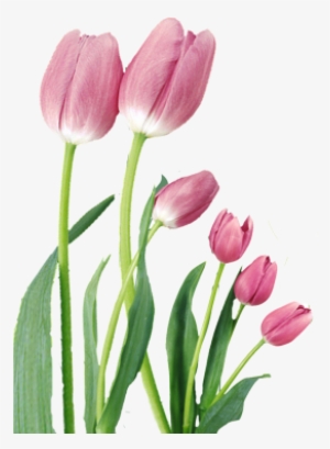 15 Mar 2011 - Eid El Kabir Greetings #2719291