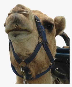 Camel-face - Arabian Camel #2721647 Camel-face - Arabian Camel #2721647