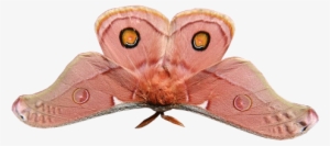 Fairylilies - Riodinidae #2722113
