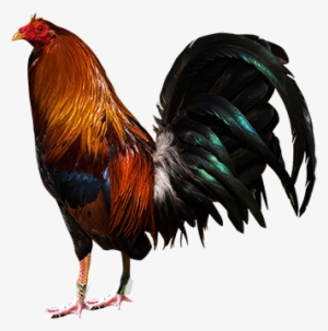 Free Rooster Silhouette Png - Fighting Rooster Png #2722994