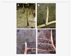 The Aerial Part With Green Color And Many Lenticels - Cypress Knee #2722997