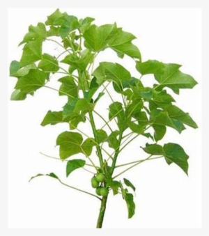 Aerial Parts Of Jatropha Curcas - Jatropha Biodiesel #2723765