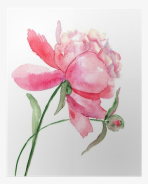 Póster Hermosa Flor De Peonía, La Pintura De La Acuarela - Watercolor Flower Drawing #2726406