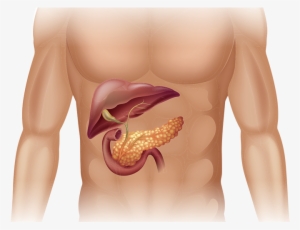 Pancreatic Cancer In Body - Human Pancreas #2728162