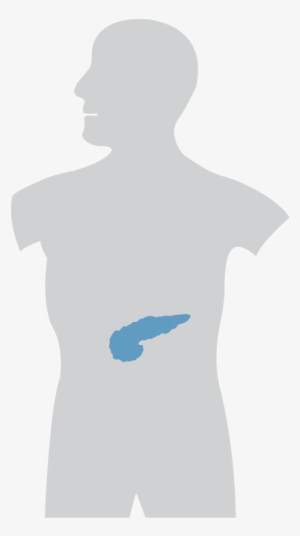 The Pancreas Serves Multiple Roles In Both The Digestive - Coffee #2728340