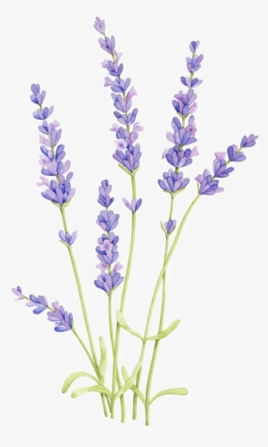 Flower Arrangement Png - Lavender Drawing #2728363