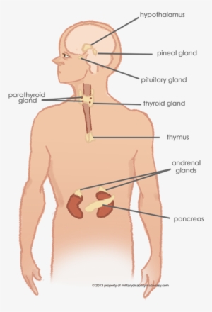 Military Disability Of The Endocrine System - Endocrine System School Appropriate #2728855