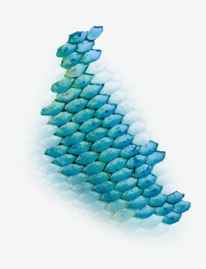 Fish Scales Png - Bead #2728907