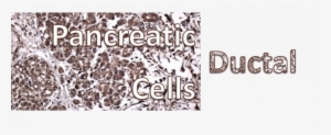 Ductal Cells Header - Graphic Design #2729144