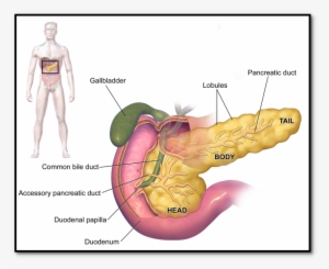 Pancreas Can Be Found Within Stomach Area As Well As - Imagenes De Órganos Humanos #2729200