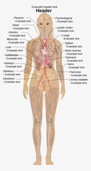 Female Shadow Template - Human Body Parts #2729346
