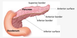 Pancreas -borders And Surfaces - Human #2729349