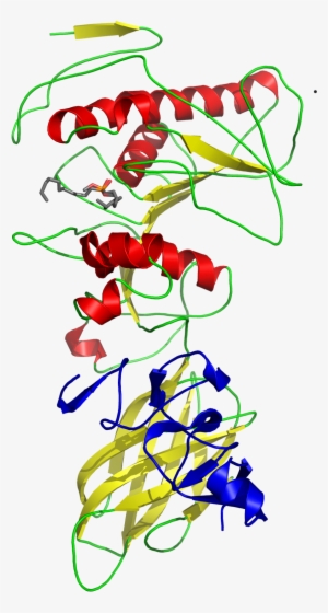 Pancreatic Lipase #2729356