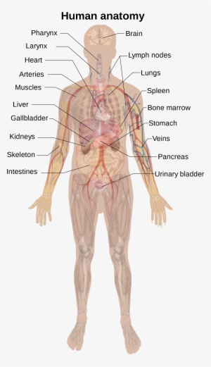 Open - Human Anatomy #2729784