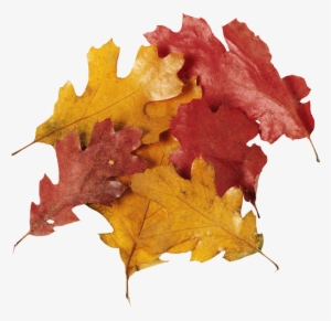Fall Leaves Pile Png Download - Leaf #2730393