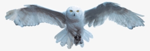 Hedwig - Harry Potter Hedwig Flying #2730669