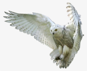 Owl Owls Whiteowl Hedwig Forest Fly Bird Birds - Owl Png #2730907