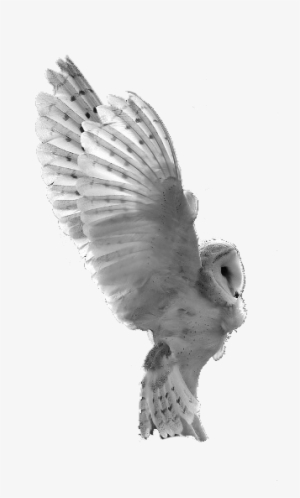 Owl #2731120