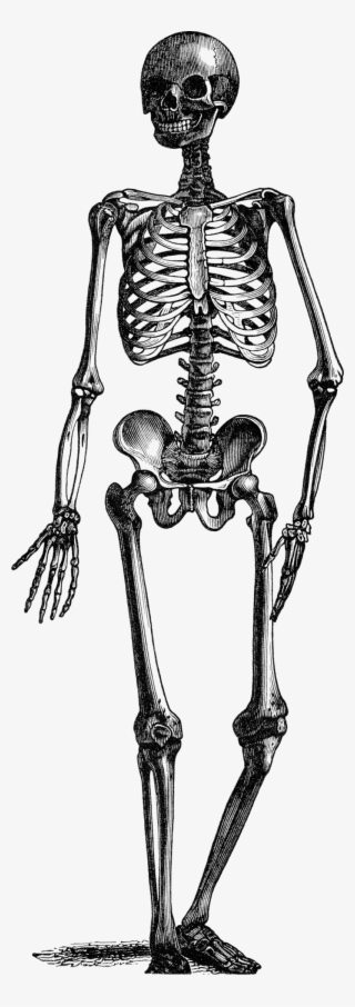 Black And White Drawing Of A Skeleton With A Transparent - Vintage Skeleton Clipart #2733113