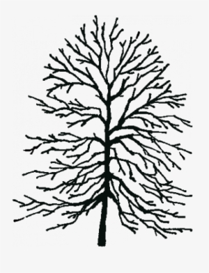 Leaf Length - 3 - 00 6 - 00 Inches - Tree Height - - American Beech Tree Outline #2734081