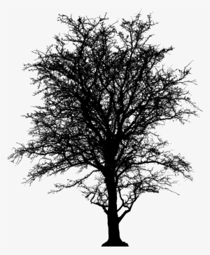 Leafless Barren Tree Silhouette Clip Freeuse Download - Silhouette Of A Tree Png #2735194 Leafless Barren Tree Silhouette Clip Freeuse Download - Silhouette Of A Tree Png #2735194