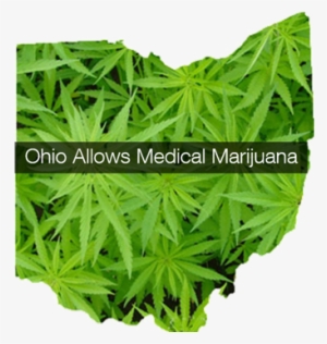 Ohio Governor Kasich Signs Medical Marijuana Law Making - Ohio Marijuana #2735299