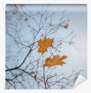 Yellow Autumn Fall Leaves Hanging On Leafless Tree - Autumn #2735529