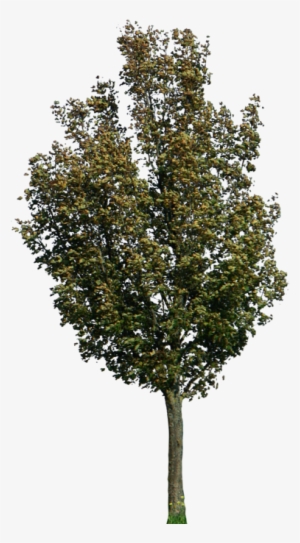 Tree 40 Png By Gd08 - Acer Campestre Png #2735603