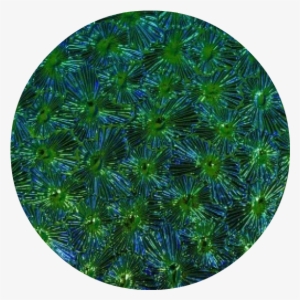 Circle #2736692 Circle #2736692