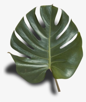 Png Pnged Plantwave Plant Blog Transparent Net Art - Swamp Chestnut Oak #2737945