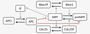 Schema Of The Cell Cycle Model Of Qu Et Al - Diagram #2740531