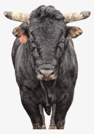 Chocolate Thunder - Bull Riding #2741279