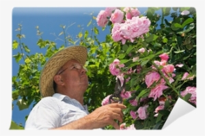 Gardner Pinching Off Dead Flowers Of A Pink Rose Wall - Gardening #2743001