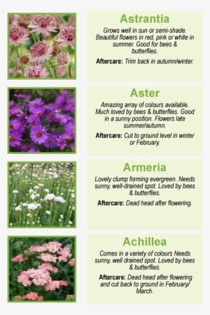 Astrantia Grows Well In Sun Or Semi-shade - Masterworts #2743422