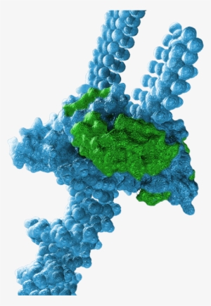 Novartis-owned Avexis Bringing $55m Gene Therapy Factory, - Avexis, Inc. #2744332