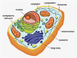 Plant Cells - Dna Found In Eukaryotic Cells #2748971