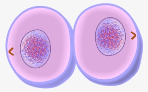 Cytokinesis Of Mitosis - Fifth Stage Of Mitosis #2748978