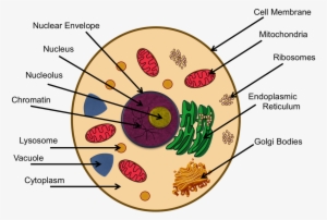 Animal Cell - Cytoskeleton In Animal Cell Project #2749035